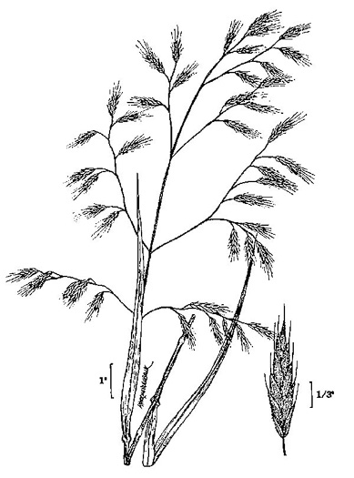 drawing of Bromus latiglumis, Riverbank Brome, Auricled Brome, Hairy Woodbrome, Earlyleaf Brome