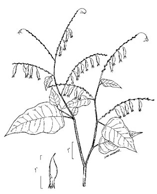 image of Brunnichia ovata, Buckwheat-vine, Eardrop-vine, Ladies Eardrops, Redvine