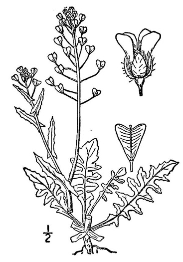 drawing of Capsella bursa-pastoris, Common Shepherd's Purse