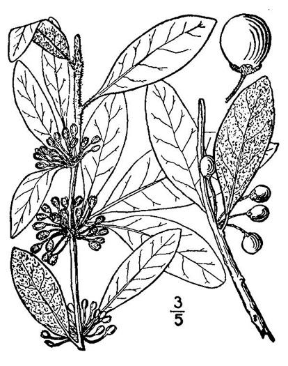 drawing of Sideroxylon lanuginosum ssp. lanuginosum, Eastern Gum Bumelia, Eastern Gum Bully