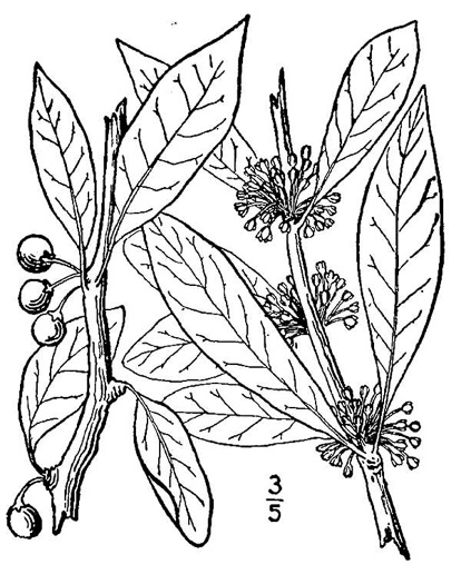 image of Sideroxylon lycioides, Buckthorn Bumelia, Buckthorn Bully, Carolina Buckthorn