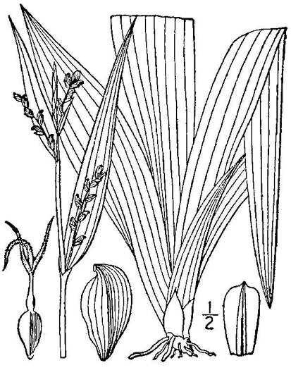 image of Carex albursina, White Bear Sedge