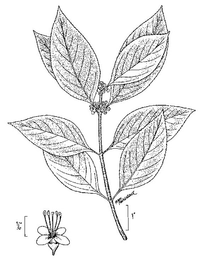 drawing of Callicarpa americana, American Beautyberry, French-mulberry, Beautybush