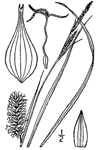 image of Carex bullata var. greenei, Greene's Sedge