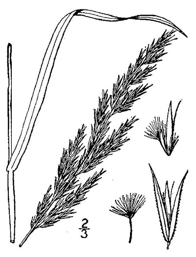 image of Greeneochloa coarctata, Nuttall's Reedgrass