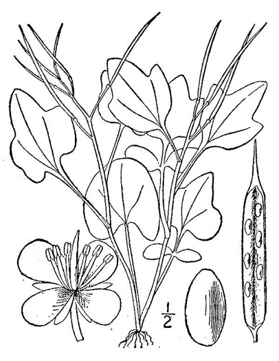 drawing of Cardamine clematitis, Mountain Bittercress, Clematis-leaved Bittercress