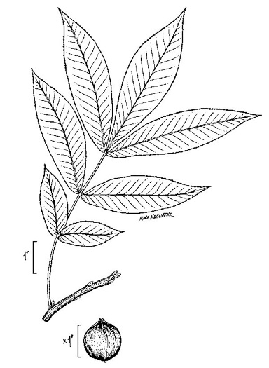 drawing of Carya cordiformis, Bitternut Hickory