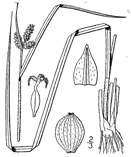 image of Carex complanata, Hirsute Sedge