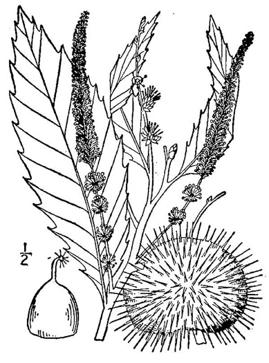 drawing of Castanea dentata, American Chestnut