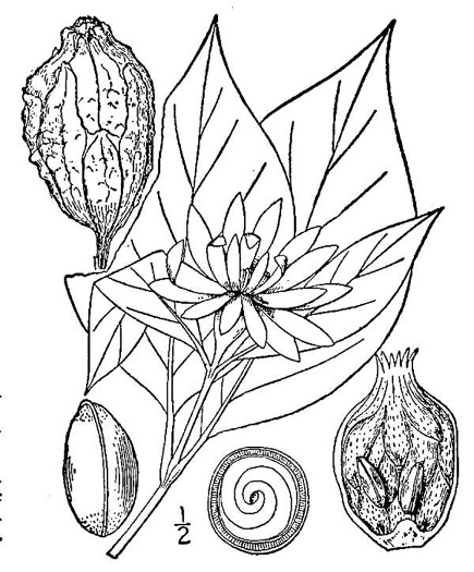 drawing of Calycanthus floridus, Sweetshrub, Carolina Allspice, Strawberry-shrub