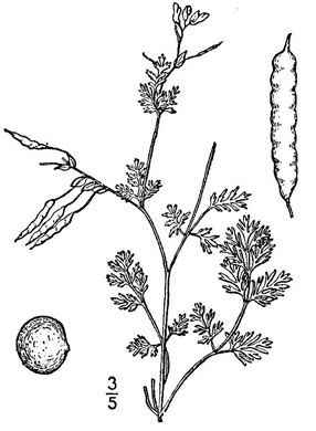 Corydalis flavula, Yellow Fumitory, Yellow Harlequin, Short-spurred Corydalis