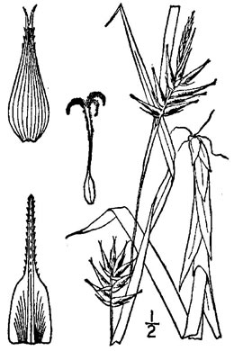 image of Carex folliculata, Northern Long Sedge