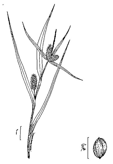 image of Carex granularis, Limestone Meadow Sedge, Corncob Sedge