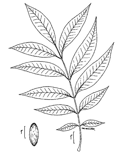 drawing of Carya illinoinensis, Pecan