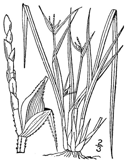 image of Carex jamesii, James's Sedge