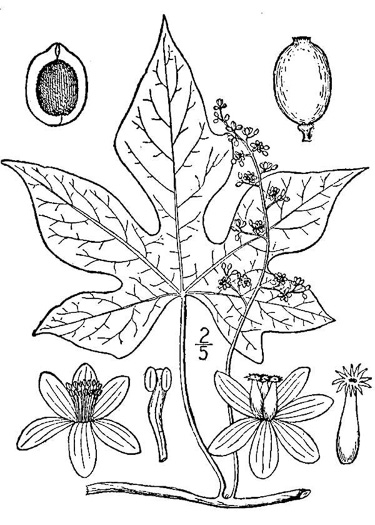 drawing of Calycocarpum lyonii, Cupseed, Lyonia-vine