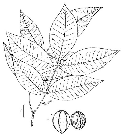 drawing of Carya myristiciformis, Nutmeg Hickory