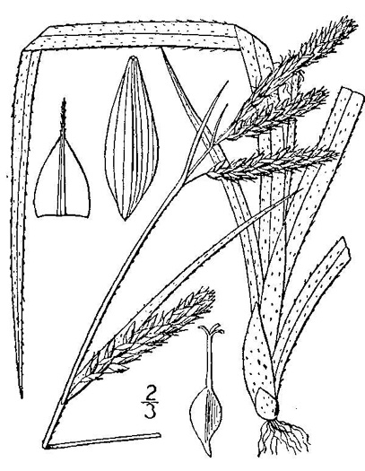 image of Carex oxylepis, Sharp-scaled Sedge