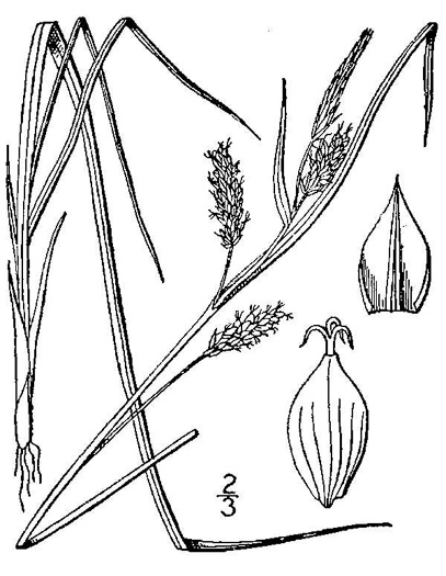 image of Carex pallescens, Pale Sedge