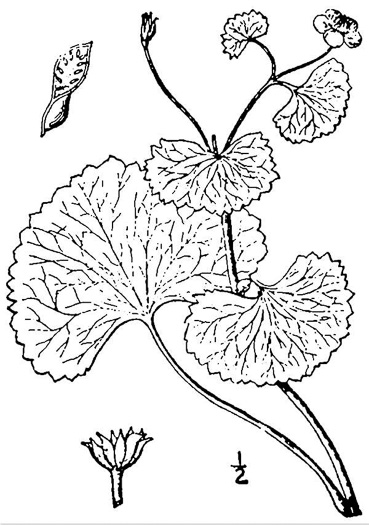 image of Caltha palustris var. palustris, Marsh-marigold, Cowslip