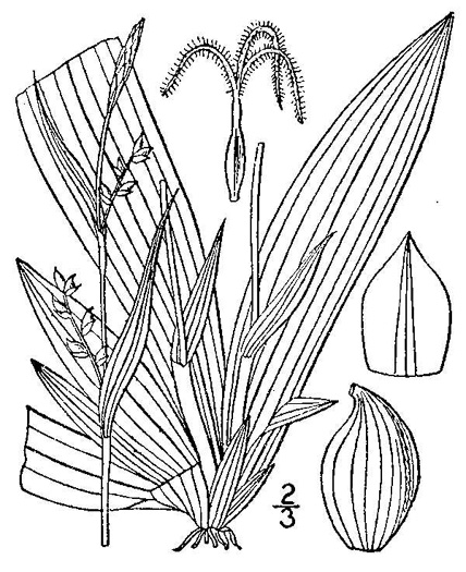 image of Carex platyphylla, Broadleaf Sedge