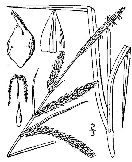 image of Carex torta, Twisted Sedge, Streambed Sedge