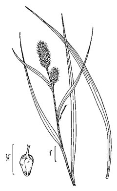 image of Carex typhina, Cattail Sedge