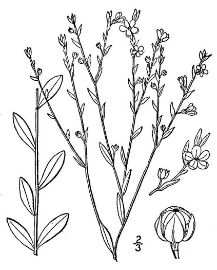 drawing of Linum virginianum, Virginia Yellow Flax, Woodland Flax