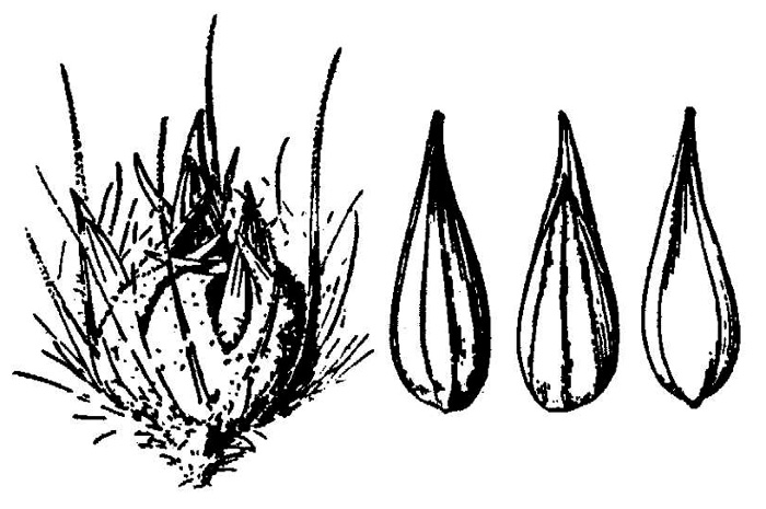 image of Cenchrus brownii, Slimbristle Sandspur