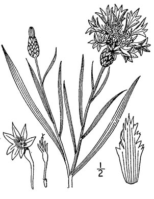 image of Cyanus segetum, Bachelor's Buttons, Cornflower