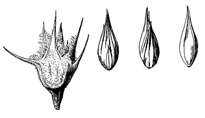 image of Cenchrus spinifex, Coastal Sandspur