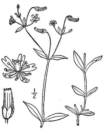drawing of Cerastium nutans, Nodding Mouse-ear Chickweed, Nodding Chickweed