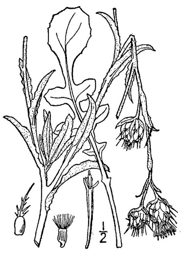 image of Centaurea melitensis, Maltese Star-thistle