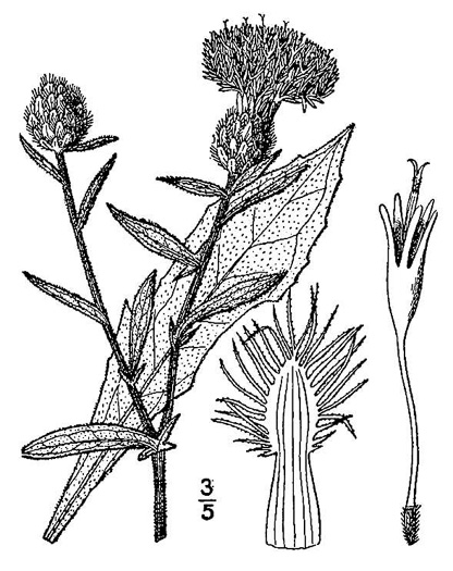 image of Centaurea nigra, Black Knapweed, Spanish-buttons