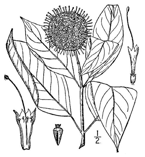 image of Cephalanthus occidentalis, Buttonbush