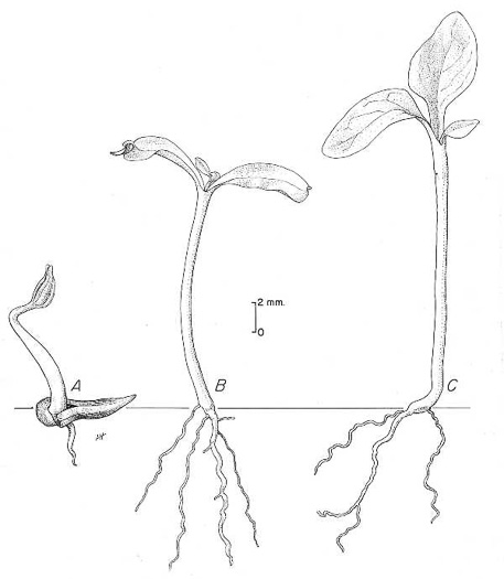 image of Cephalanthus occidentalis, Buttonbush