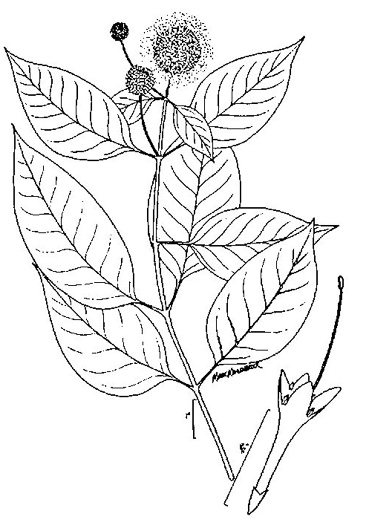 drawing of Cephalanthus occidentalis, Buttonbush