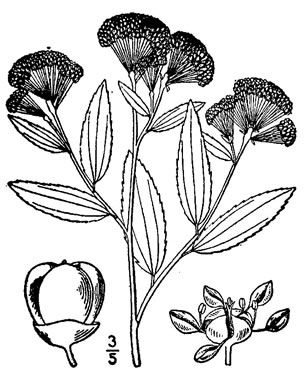 image of Ceanothus herbaceus, Prairie Redroot, Prairie Ceanothus
