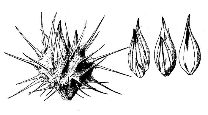 image of Cenchrus longispinus, Northern Sandspur, Common Sandspur, Longbristle Sandbur