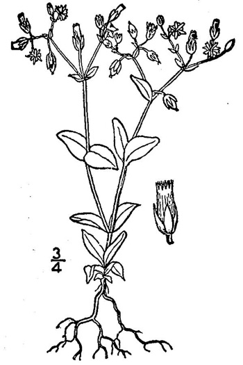 image of Cerastium semidecandrum, Little Mouse-ear Chickweed, Fivestamen Chickweed