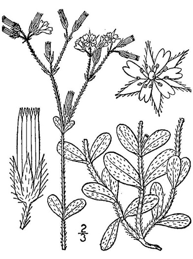 drawing of Cerastium glomeratum, Sticky Mouse-ear, Sticky Chickweed, Sticky Mouse-ear Chickweed