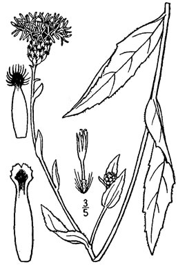 drawing of Centaurea nigrescens, Tyrol Knapweed, Short-fringed Knapweed