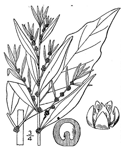 image of Dysphania ambrosioides, Mexican-tea, Epazote