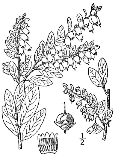 image of Chamaedaphne calyculata, Leatherleaf, Cassandra
