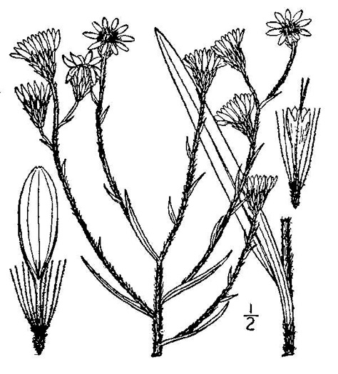 image of Pityopsis graminifolia, Narrowleaf Silkgrass, Grassleaf Goldenaster