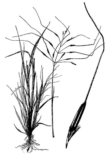 image of Chrysopogon pauciflorus, Florida Goldbeard, Florida Rhaphis, Florida Beardgrass