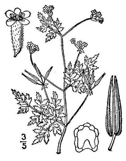 drawing of Chaerophyllum tainturieri, Southern Chervil, Wild Chervil, Hairyfruit Chervil