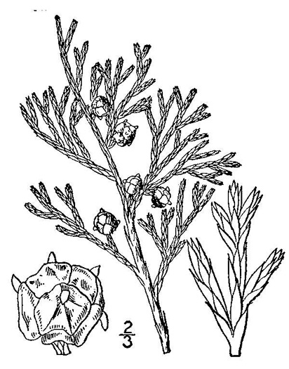Chamaecyparis thyoides, Atlantic White Cedar, Juniper