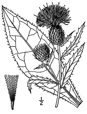 drawing of Cirsium altissimum, Tall Thistle