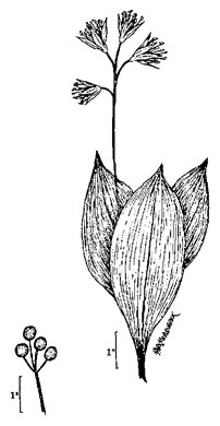 image of Clintonia borealis, Bluebead-lily, Clinton's Lily, Yellow Clintonia, Yellow Bead Lily